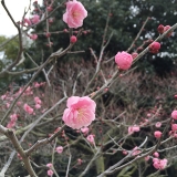 香川県・栗林公園の梅