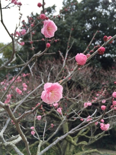 香川県・栗林公園の梅