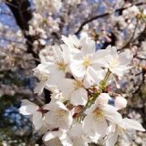 恵比寿の桜