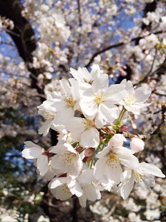 恵比寿の桜