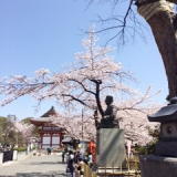 目黒不動の桜