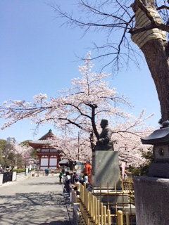 目黒不動の桜