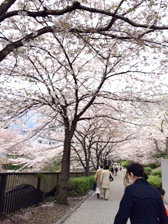 桜