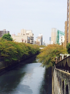 目黒川の桜並木