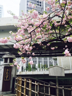 かんだばしと桜